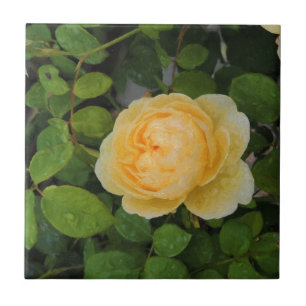 Raindrops on Yellow Rose Ceramic Tile