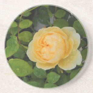 Raindrops on Yellow Rose Coaster