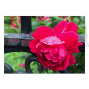 Raindrops Pink Rose Flower Roses Rainy Day NYC