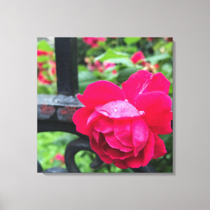 Raindrops Pink Rose Flower Roses Rainy Day NYC Canvas Print