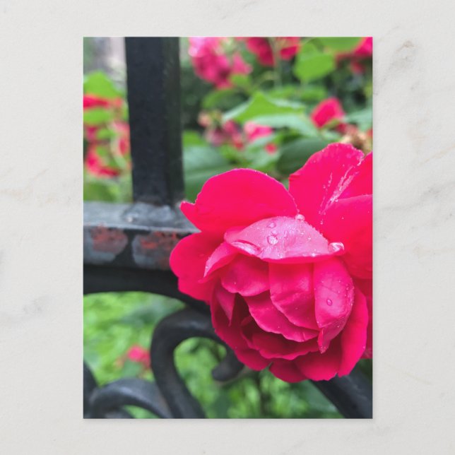 Raindrops Pink Rose Flower Roses Rainy Day NYC Postcard (Front)