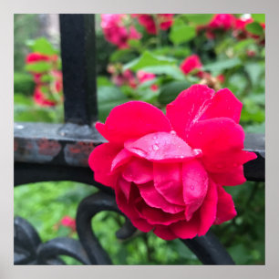 Raindrops Pink Rose Flower Roses Rainy Day NYC Poster