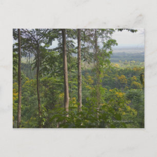 Rainforest 2 postcard