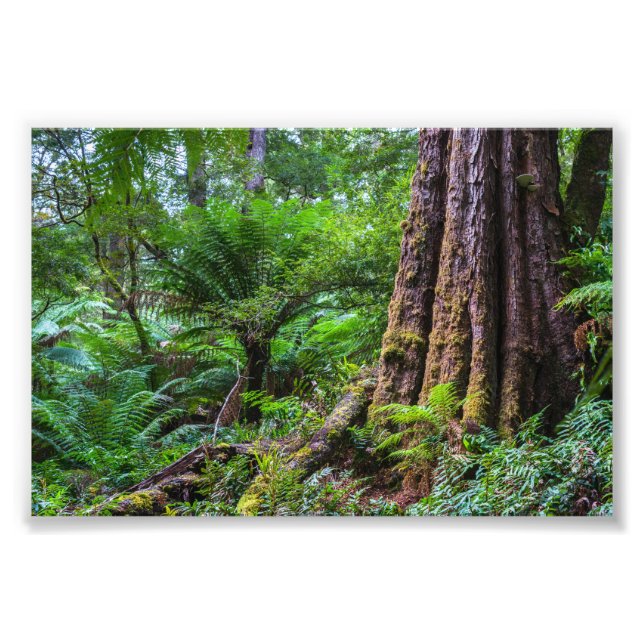 Rainforest at Great Otway National Park Australia Photo Print (Front)