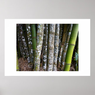 Rainforest Bamboo In Costa Rica Poster