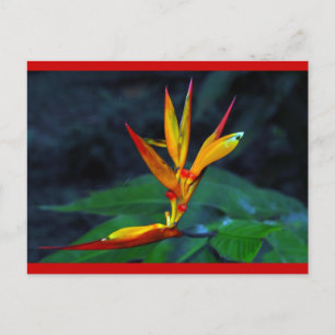 Rainforest Bloom Holiday Postcard