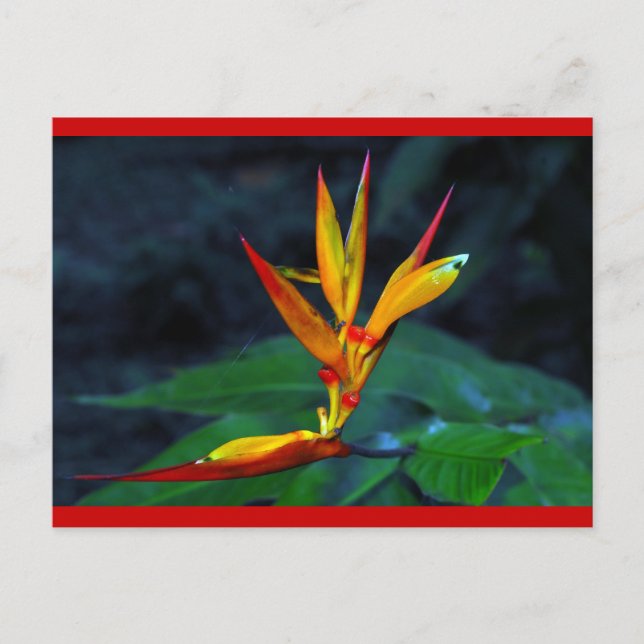 Rainforest Bloom Holiday Postcard (Front)