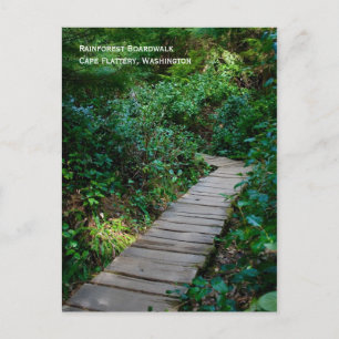 Rainforest Boardwalk Postcard