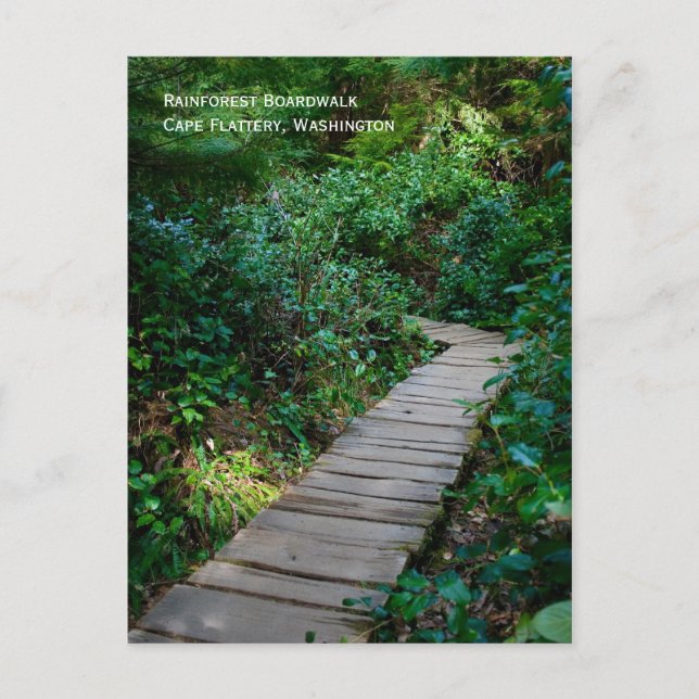 Rainforest Boardwalk Postcard (Front)