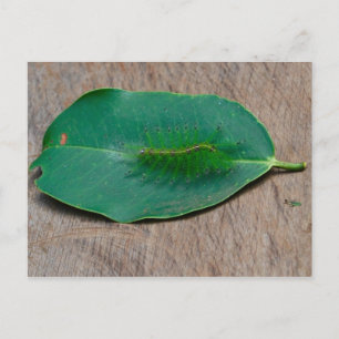 Rainforest Camouflage Postcard