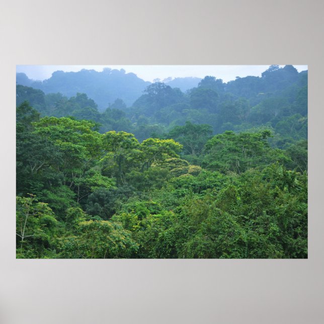 Rainforest canopy panorama poster (Front)