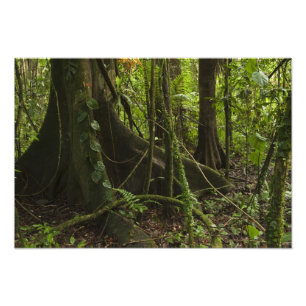 Rainforest, Mapari River North Rupununi, Photo Print