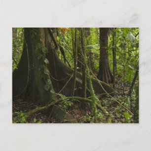 Rainforest, Mapari River North Rupununi, Postcard