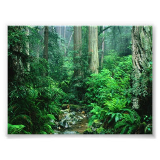Rainforest Photo Print