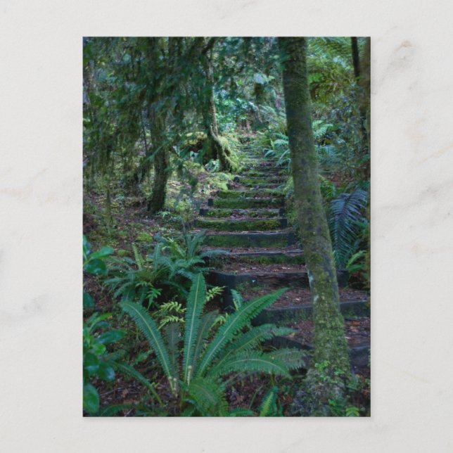 Rainforest Postcard (Front)