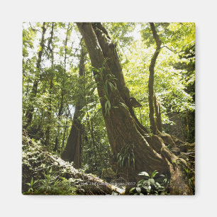 rainforest view, Dominica Magnet
