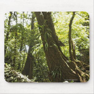 rainforest view, Dominica Mouse Pad