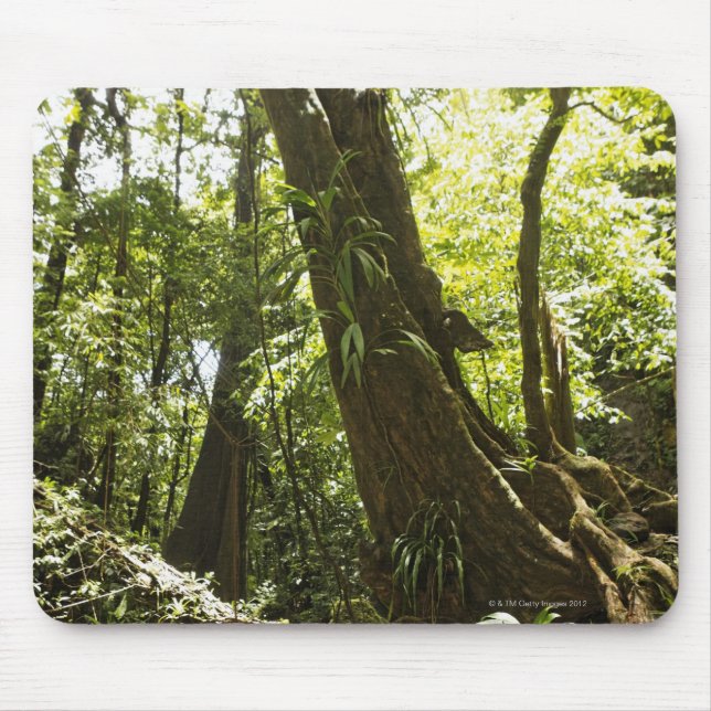 rainforest view, Dominica Mouse Pad (Front)
