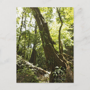 rainforest view, Dominica Postcard