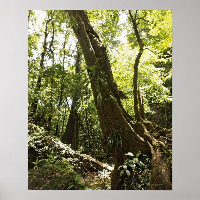 rainforest view, Dominica Poster (Front)