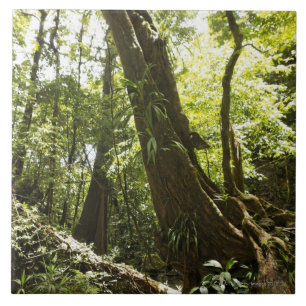 rainforest view, Dominica Tile