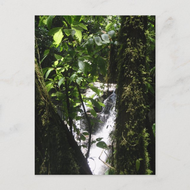 Rainforest & Waterfall Postcard (Front)