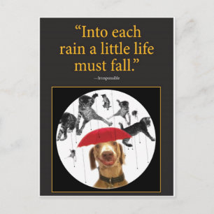 Raining Cats! Postcard