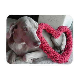 Rain's Love - dog - Weimaraner Magnet