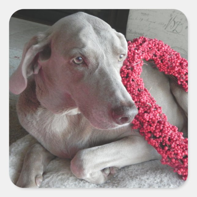 Rain's Love Sticker - Weimaraner Dog (Front)