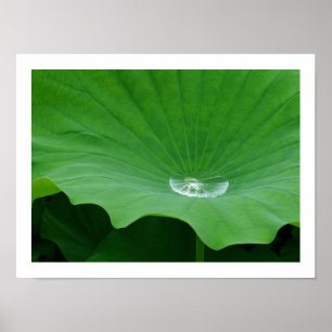 Rainwater on a Lotus Leaf: Japan Poster