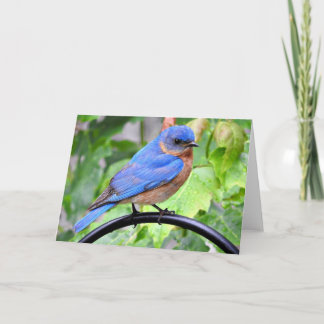 Rainy Day Bluebird Greeting Card, Blank Inside Card