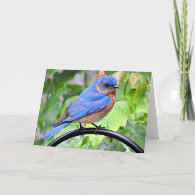 Rainy Day Bluebird Greeting Card, Blank Inside Card (Front)