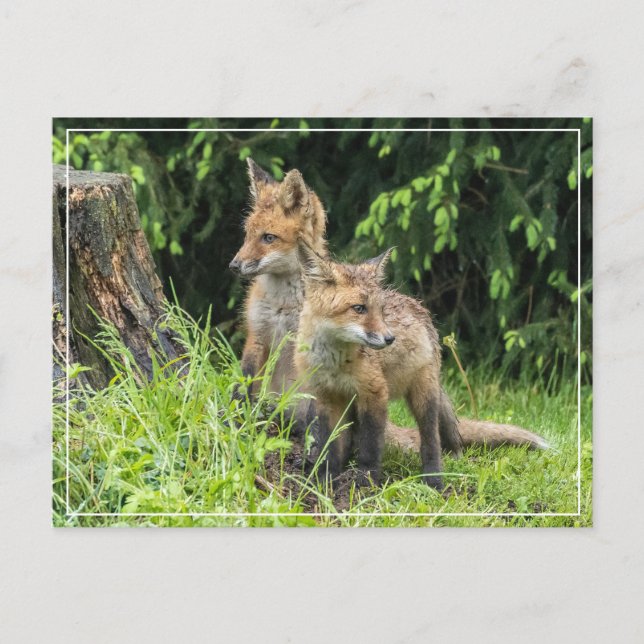 Rainy Day Friends Postcard (Front)