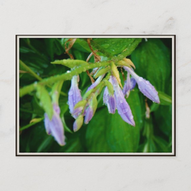 rainy day garden postcard (Front)