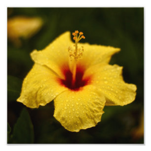 Rainy Day Hibiscus Photo Print
