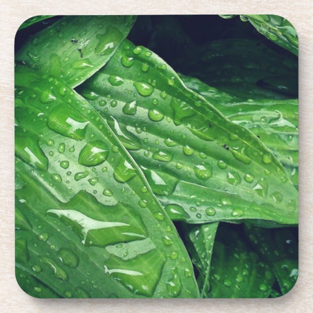 Rainy Day Hosta Leaves Coaster (Front)