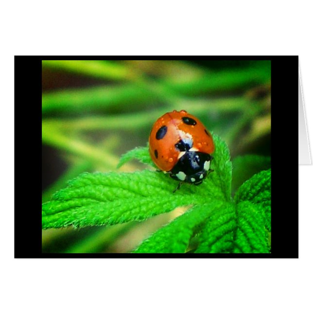 Rainy days (Front Horizontal)