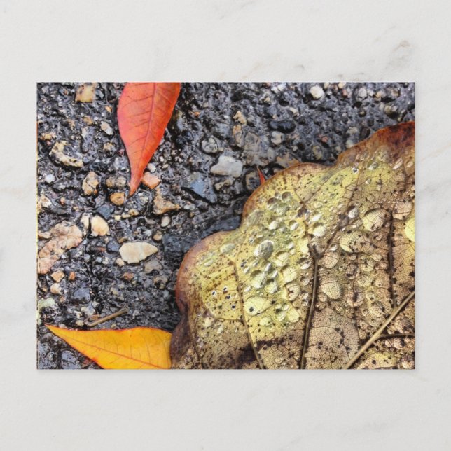 Rainy Leaves Postcard (Front)