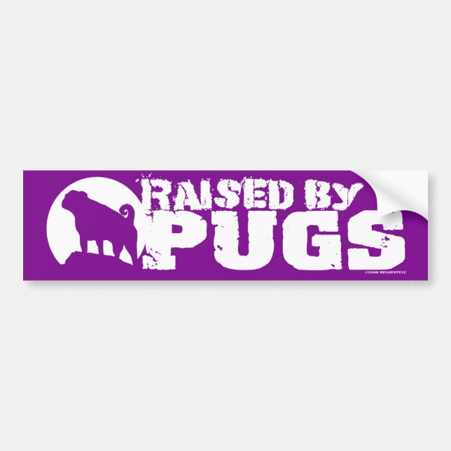 RAISED BY PUGS Purple Bumper Sticker (Front)