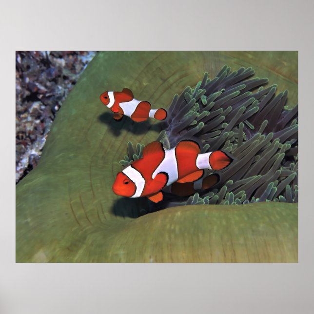 Raja Ampat Clownfish Poster (Front)