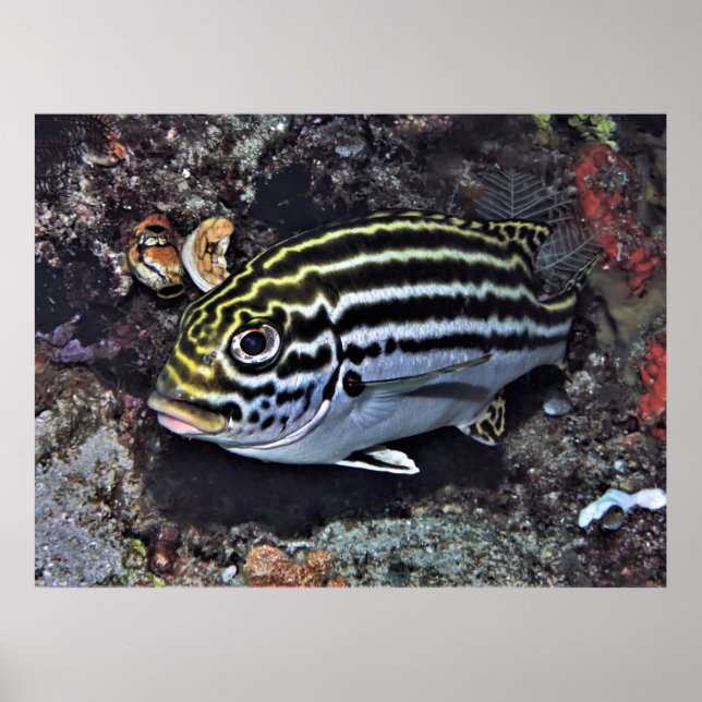Raja Ampat Sweetlips Poster (Front)
