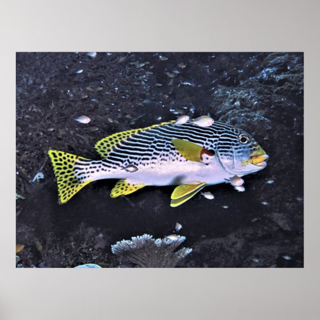 Raja Ampat Sweetlips Poster (Front)