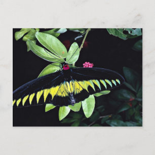 Rajah Brooke's male birdwing, Malaysia Postcard
