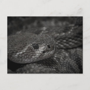 Ralph the Reptile Postcard