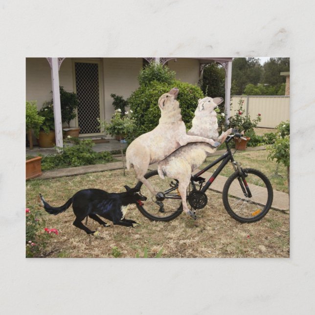 Ram and Ewe Postcard (Front)