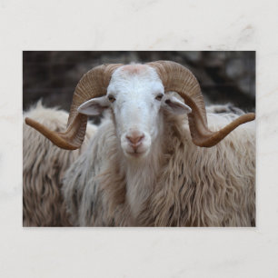 Ram - Animal Postcard