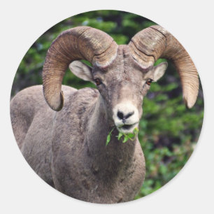 Ram Grazing Classic Round Sticker