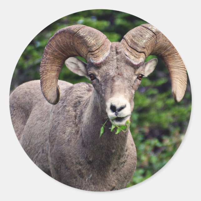 Ram Grazing Classic Round Sticker (Front)