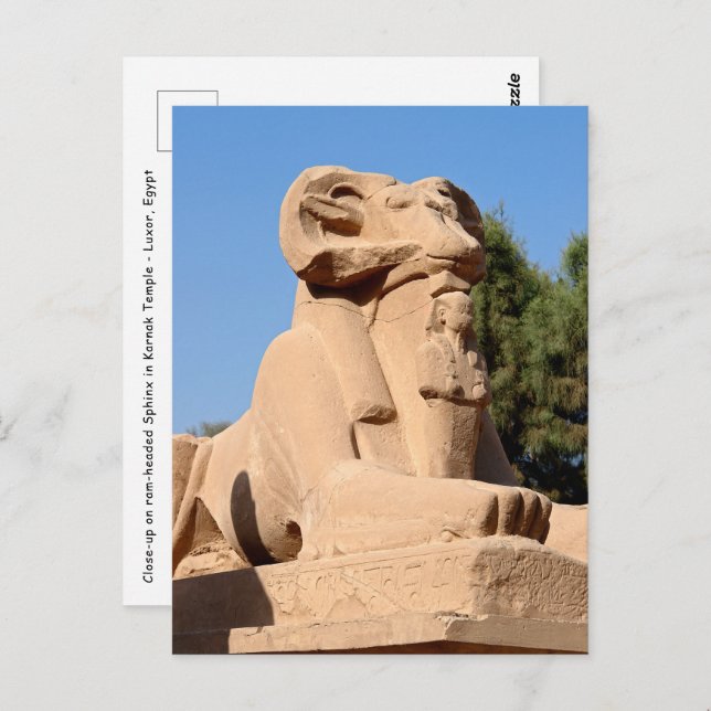 Ram-headed Sphinx in Karnak Temple - Egypt Postcard (Front/Back)