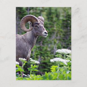 Ram in a Field Postcard